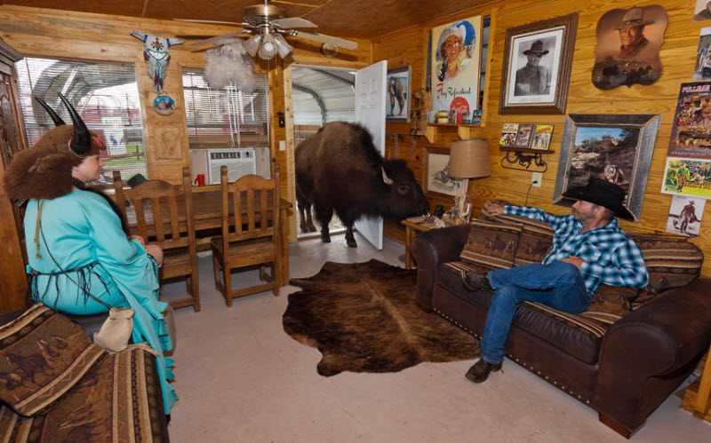 Бизоны, живущие в доме Заклинателя буйволов (18 фото)