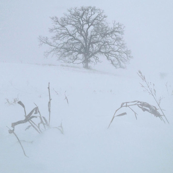 дуб, дерево, зима, закат, природа