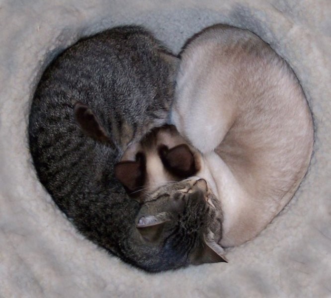 Спящие коты (38 фото)