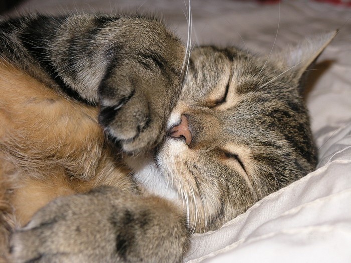 Спящие коты (38 фото)