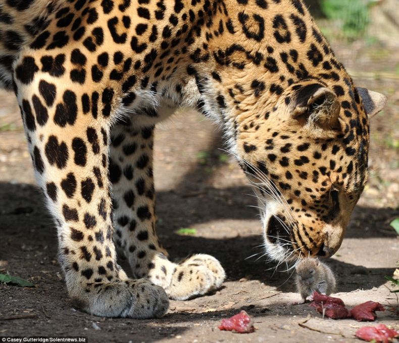 Обокрал леопарда (3 фото)