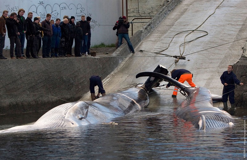 19.06.2009, Исландия | Исландские рыбаки наблюдают за транспортировкой двух добытых китобоями китов финвалов в цех разделки во Валфьордуре.
