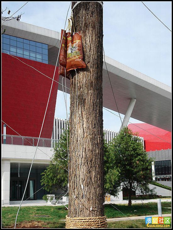 Как в Китае ухаживают за деревьями (14 фото)