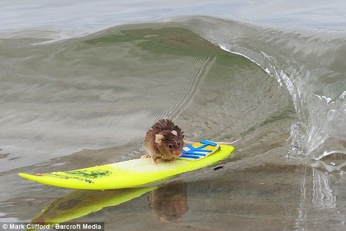 Мышь на серфинге