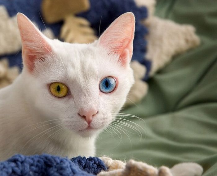 Красивые кошки, у которых глаза разного цвета (22 фото)