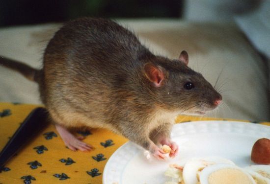 5 леденящих душу фактов про обычных крыс (5 фото)