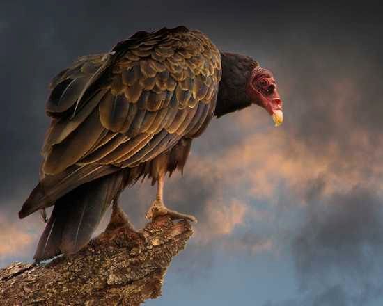Десять самых злобных птиц (10 фото)