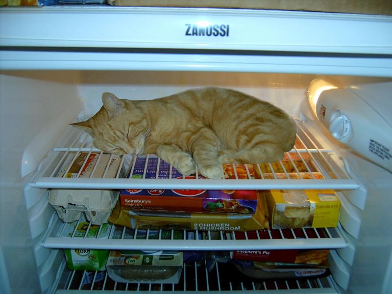 Открываешь холодильник, а там кот (30 фото)
