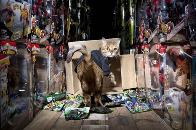 Кот охраняет склад с игрушками (4 фото)