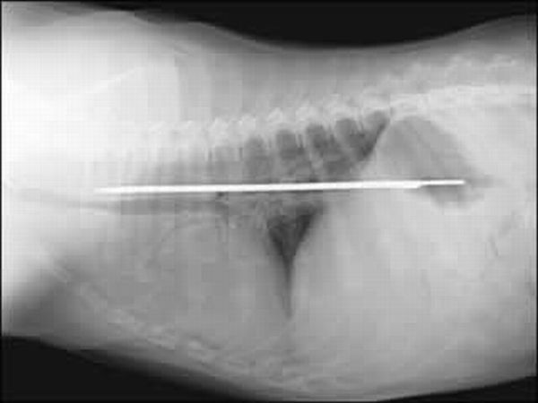 Рентген шестимесячного сенбернара, который проглотил кухонный, зубчатый нож