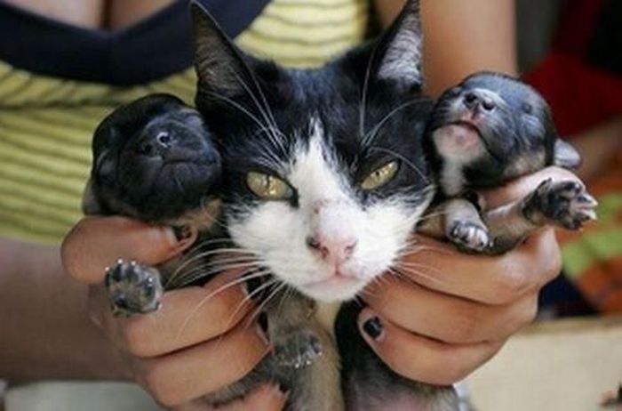 Кошка, которая родила щенка (6 фото)
