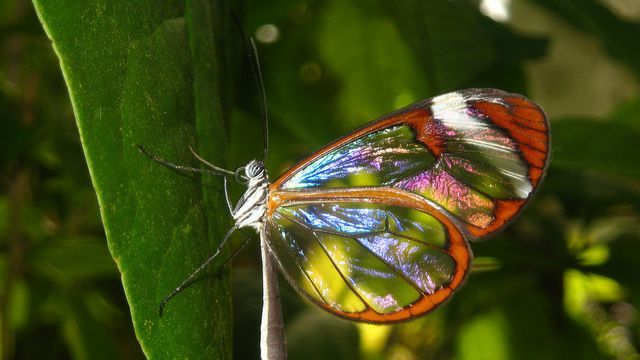 Необычные бабочки (7 Фото)