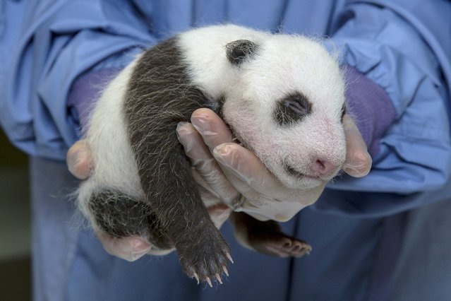 панда, рождение, детеныш