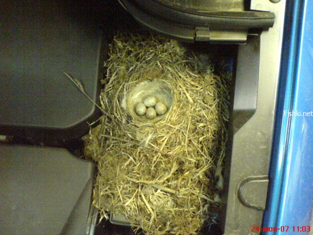 Nest under the cowling (4 photos)