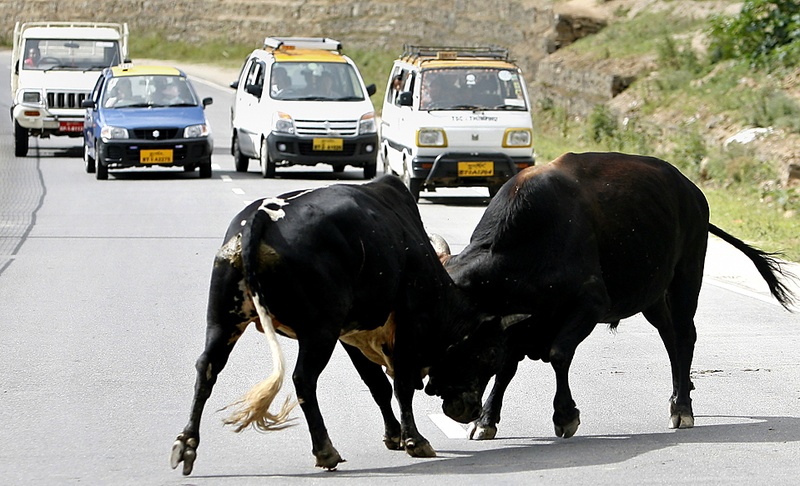 Быки дерутся посреди шоссе в Тхимпху, Бутан, четверг. (Singye Wangchuk/Reuters)
