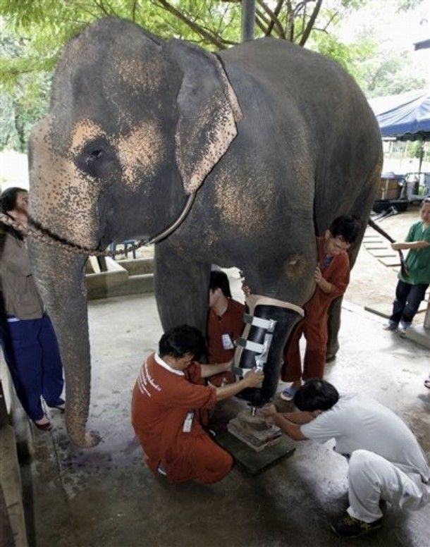 Слоновий протез (13 фото)