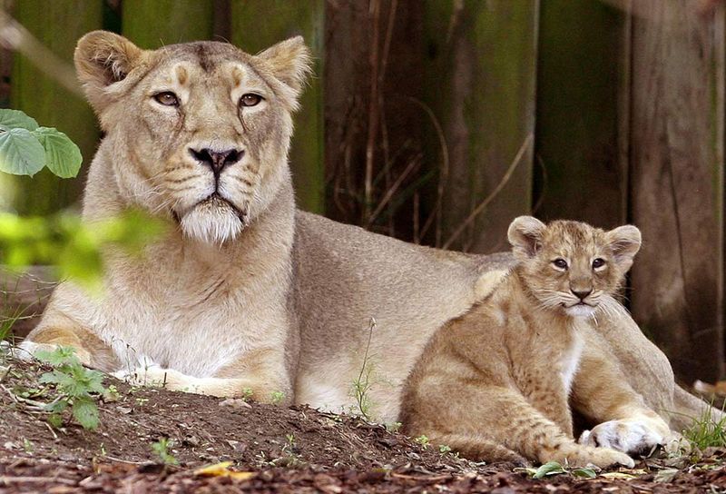 15) Аби, азиатская львица, с одним из своих 10-недельных детенышей в Лондонском зоопарке 13 августа. Это были первые львята, родившиеся в зоопарке за последние 10 лет. (Kirsty Wigglesworth, AP)