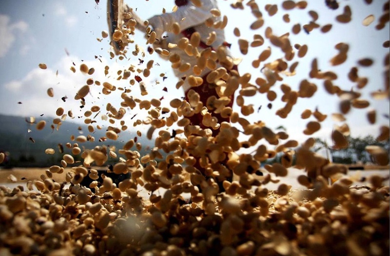 Работник просеивает и разравнивает кофейные зерна для сушки, прежде чем слегка их обжарить