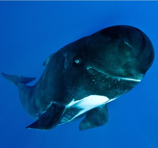 Улыбающиеся киты (8 фото)