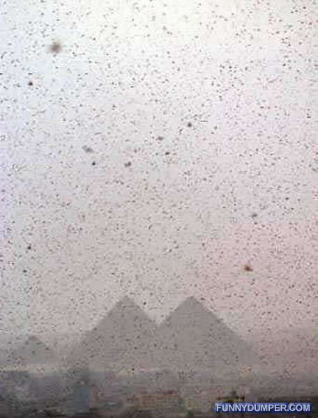 Дождь из саранчи в Египте (15 фото)