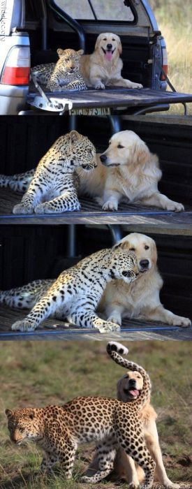 Забавная дружба животных (110 фото)