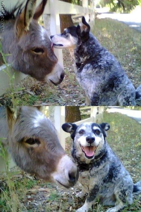Забавная дружба животных (110 фото)