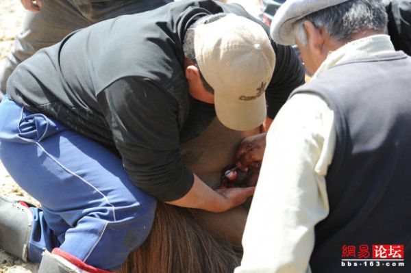 Как монголы кастрируют коней (14 фото)