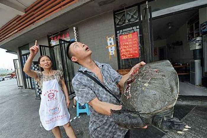 Китайца чуть не убила черепаха (3 фото)