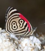Удивительная бабочка с цифрой 89 (8 фото)