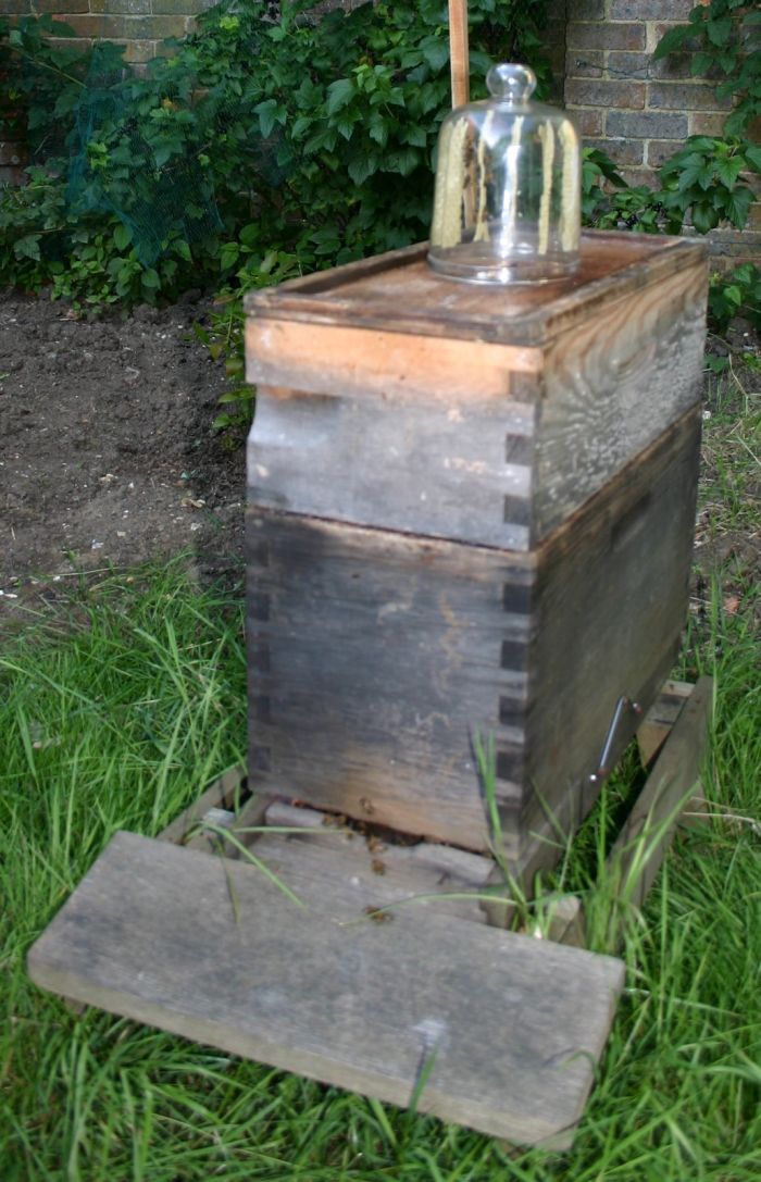 Как выращивать мёд в домашних условиях (15 фото)