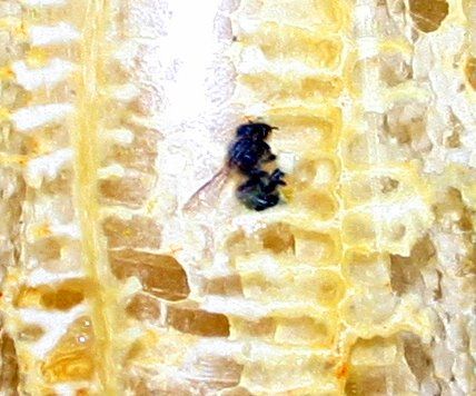 Как выращивать мёд в домашних условиях (15 фото)