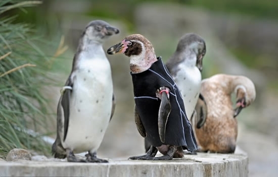 Пингвин в гидрокостюме (5 фото)