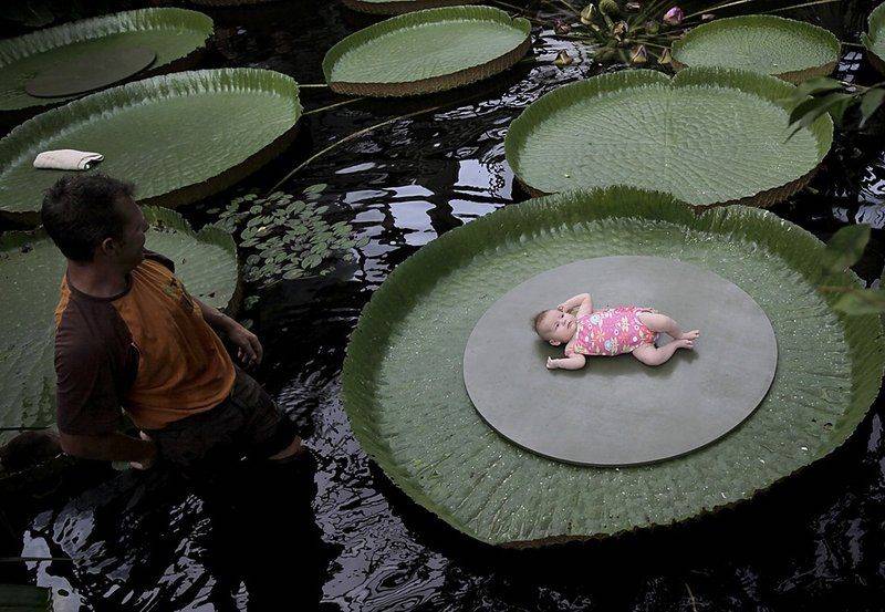 3 месячная Софья Мармаринос лежит на гигантском листе водяной лилии под присмотром сотрудника Роттердамского зоопарка Ханса Куйтена. Зоопарк предложил всем желающим родителям сфотографировать своих детей на листке кувшинки.