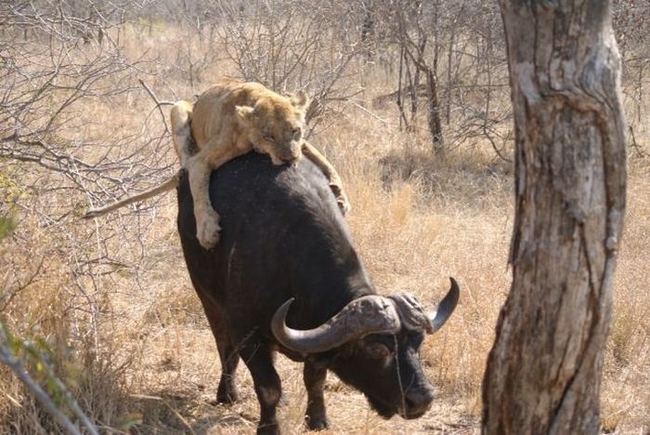 Львица напала на буйвола (26 фото)