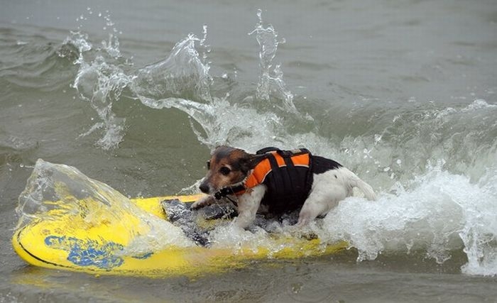 Собаки серфингисты (25 фото)