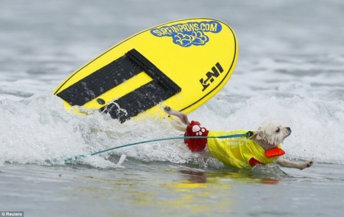 Собаки серфингисты (25 фото)