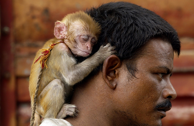 3-месячная обезьянка спит на голове своего хозяина в Аллахабаде, Индия.