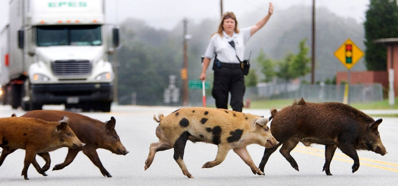 Сотрудница службы контроля за животными округа Гилфорд Трейси Росс останавливает движение, чтобы позволить группе свиней перейти дорогу в городе Стокесдейл, штат Северная Каролина, 22 сентября.