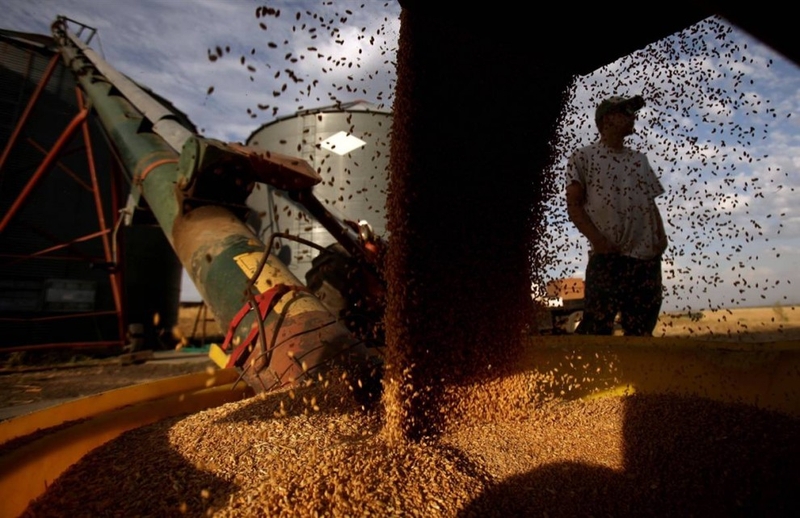 19-летний Гарретт Зибелл помогает на разгрузке зерна во время уборки пшеницы на Ферме E&F, принадлежащей Фреду Флемингу, около Реардана, штат Вашингтон.