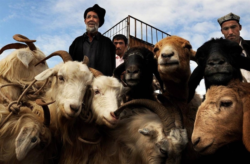 Уйгурские торговцы продают домашний скот на базаре в Кашгаре в китайском районе Синьцзян, 6 сентября. Синьцзян - Уйгурский автономный район Китая, на китайском означает 
