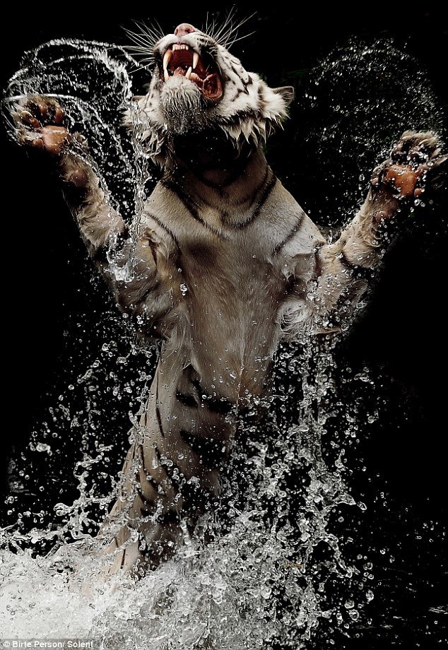 Прыжок тигра из воды (5 фото)
