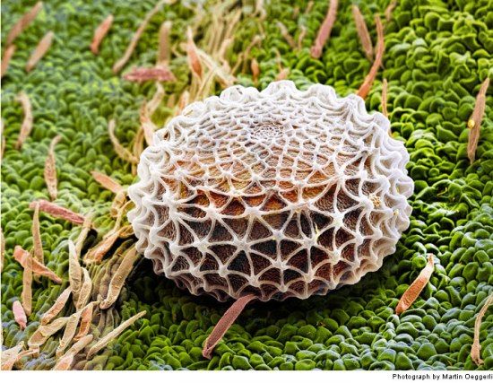 Яйца бабочки в макросъемке (9 фото)