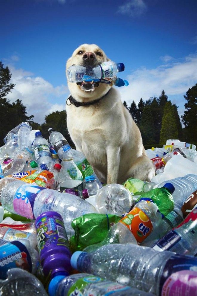 Лабрадор по кличке Табби Сандры Гилмор из Великобритании за последние шесть лет помог сдать в переработку около 26 000 пластиковых бутылок. Пес собирает бутылки во время ежедневных прогулок, сминая и отдавая их хозяйке. (Paul Michael Hughes / Guinness World Records)
