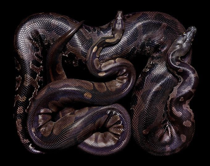 Красиво уложенные змейки (26 фото)