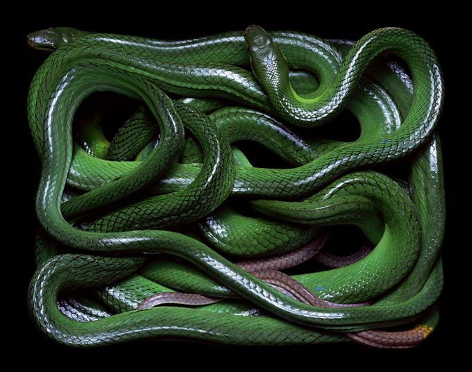 Красиво уложенные змейки (26 фото)