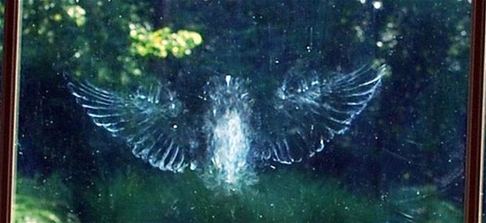 Мистические следы птиц (12 фото)