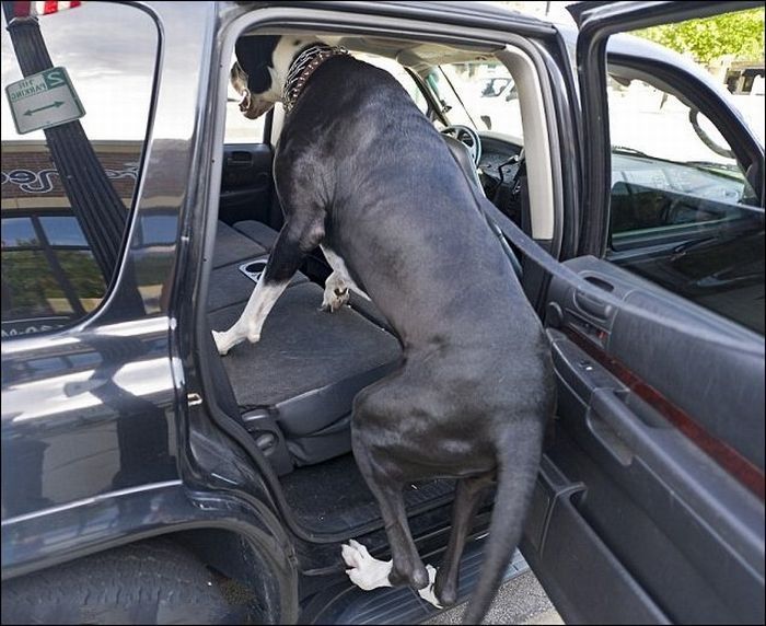 Самая высокая собака - дог Нова (4 фото)