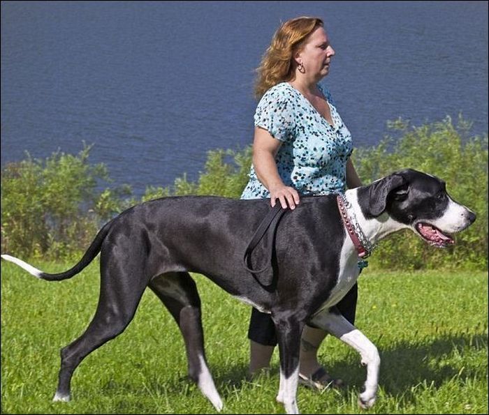 Самая высокая собака - дог Нова (4 фото)