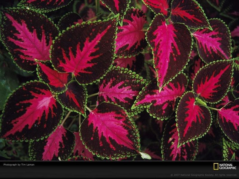 Текстуры в растениях (17 фото)