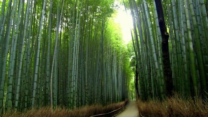 Красивый бамбуковый лес Киото (7 фото)